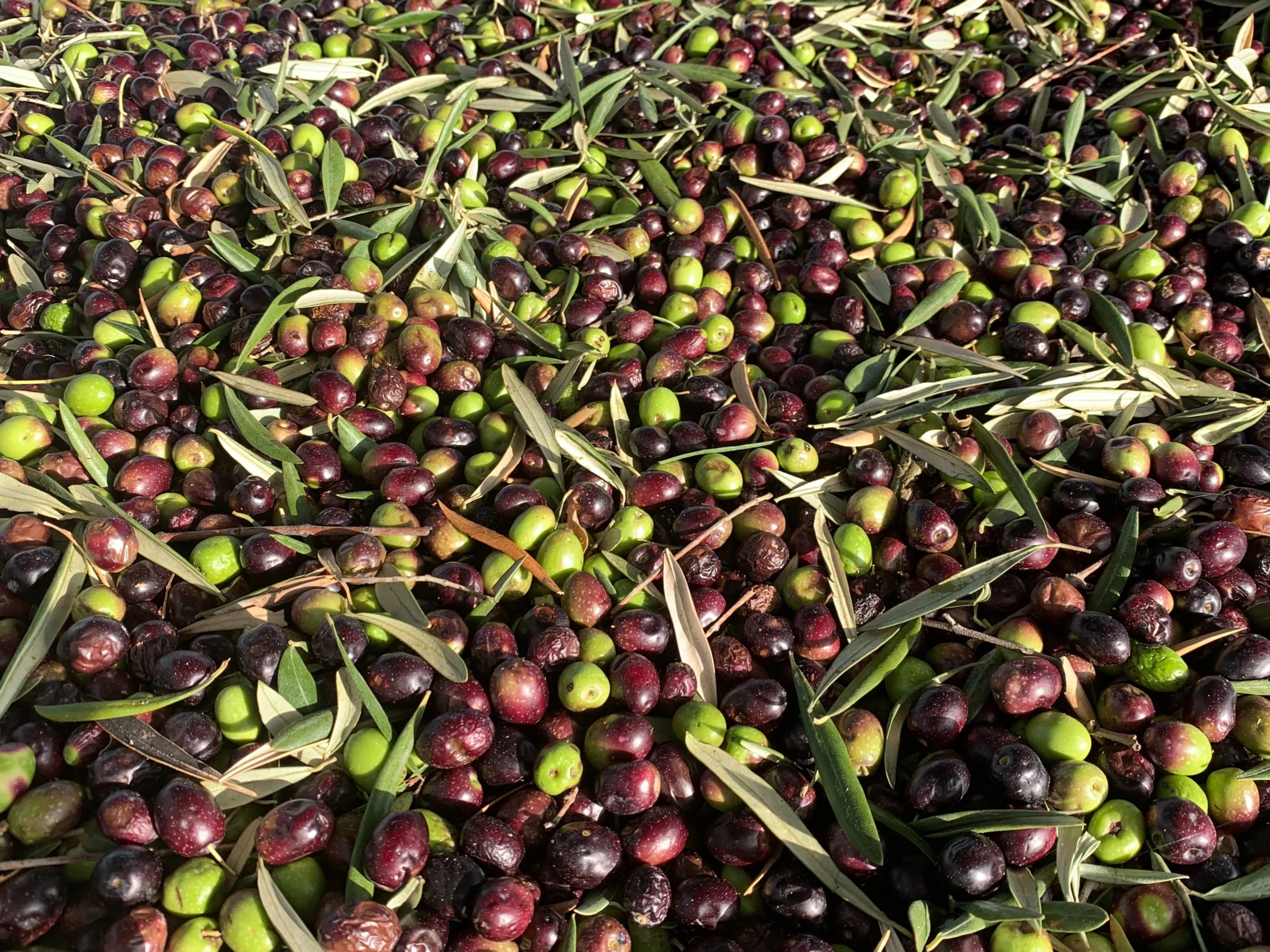 Aceitunas 1