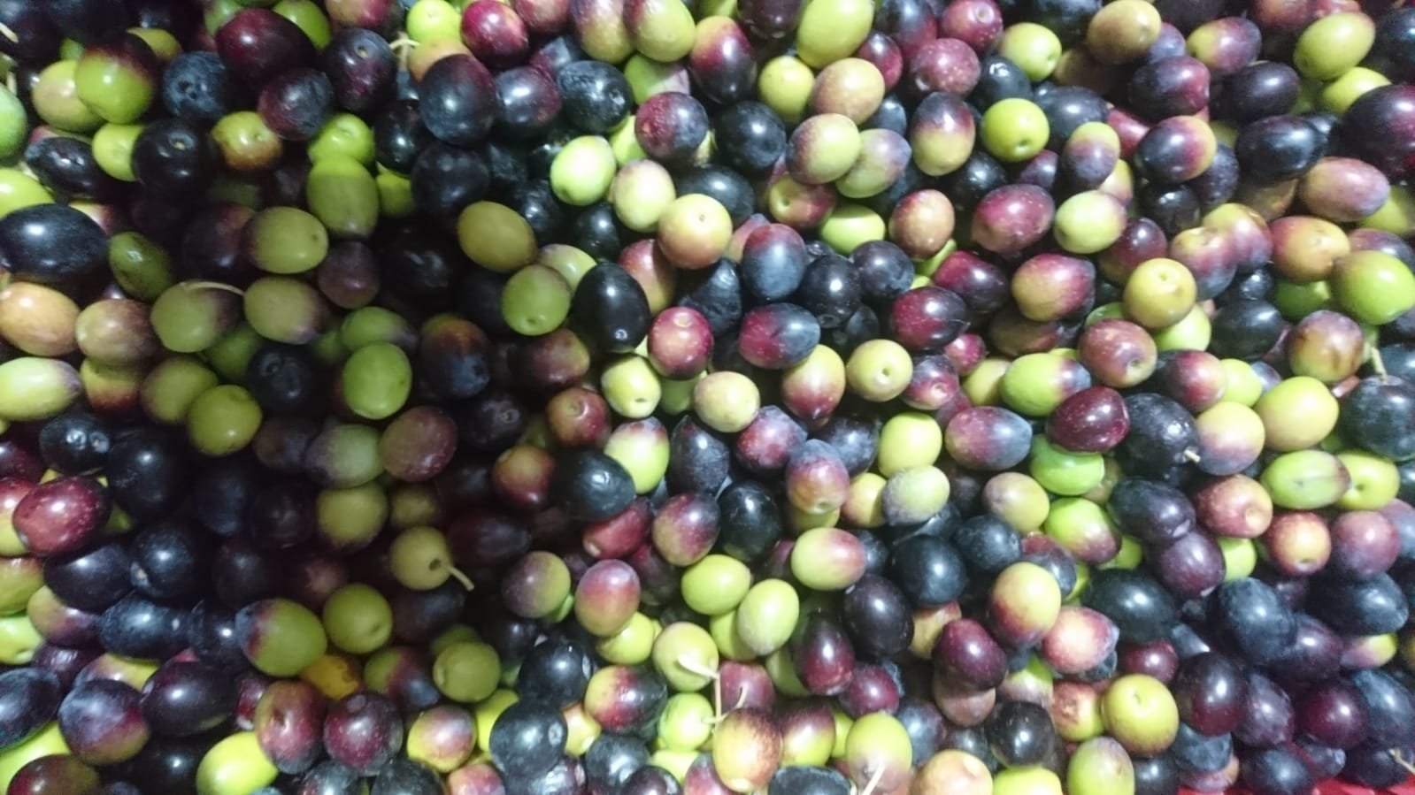 Aceitunas 4