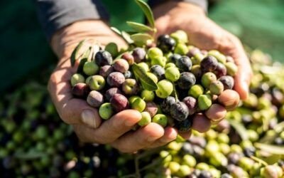 Aceitunas 5