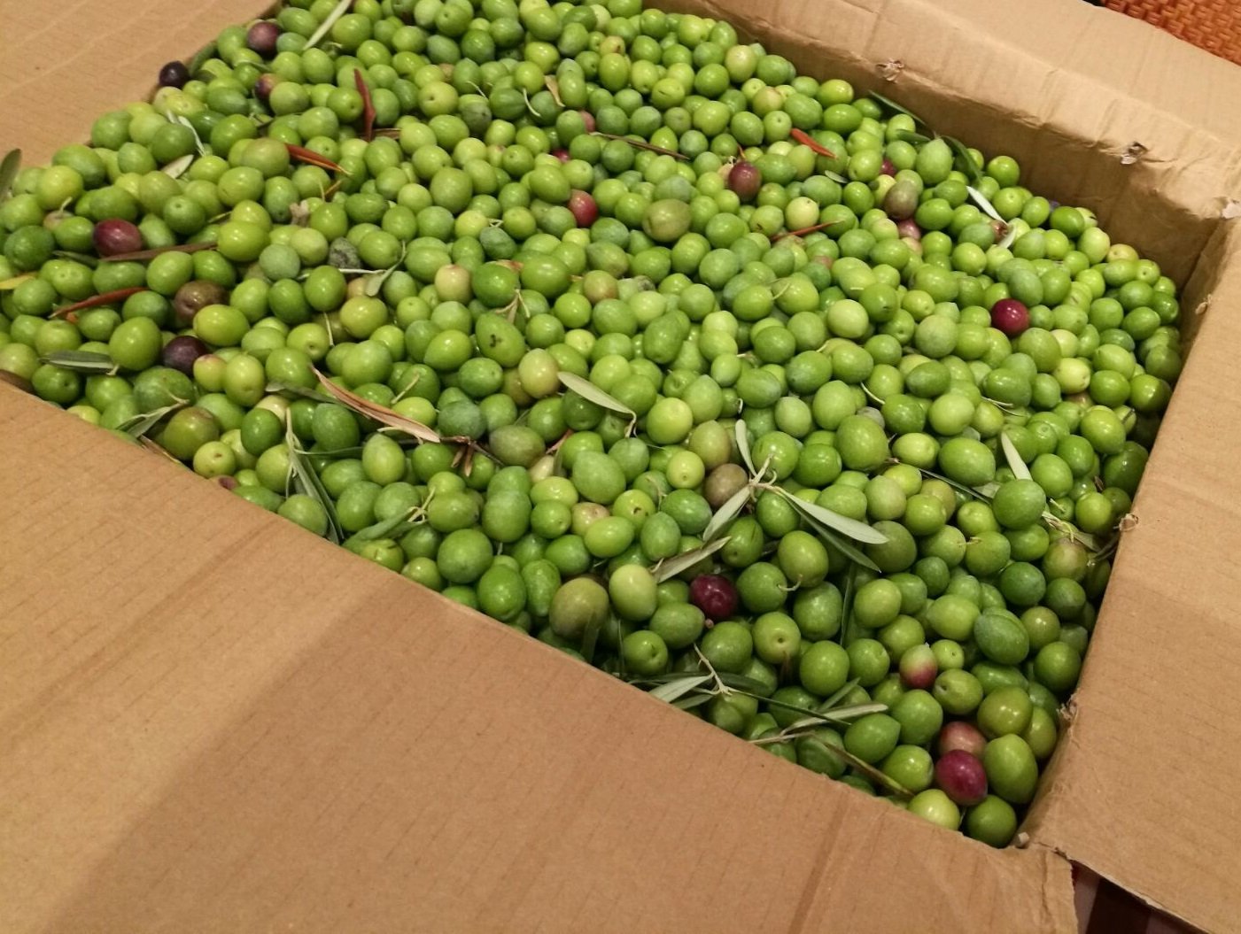 Aceitunas 7